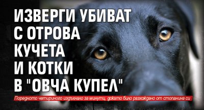 Изверги убиват с отрова кучета и котки в "Овча купел"