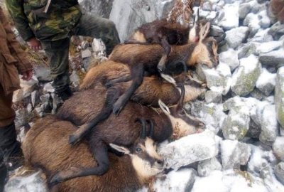 Проверяват дали в парк "Пирин" са избити диви кози