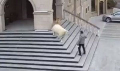 Коза и агнета взеха заложници в Турция