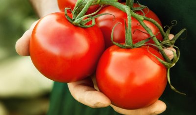 Борят болестта на Паркинсон с ГМО домати