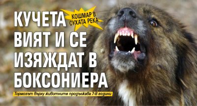 Кошмар в Сухата река: Кучета вият и се изяждат в боксониера