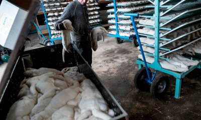 В Дания забраниха отглеждането на норки за 1 г.