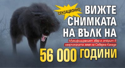 Сензационно: Вижте снимката на вълк на 56 000 години