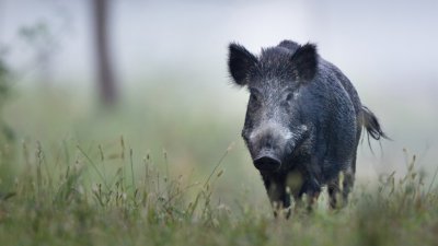 Няма да удължават сезона за групов лов на дива свиня