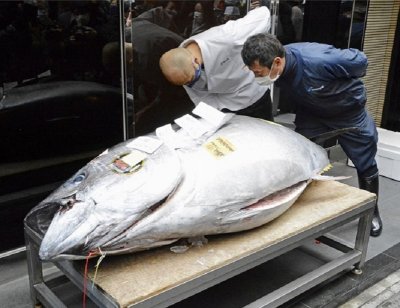 Огромна риба тон чукна $202 000 в Токио