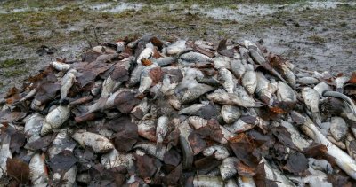Аномалия в язовир "Маслово" уби стотици риби