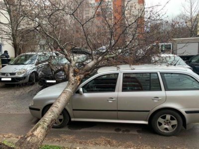 Дърво падна върху автомобил в столичния квартал „Белите брези“ (снимки)