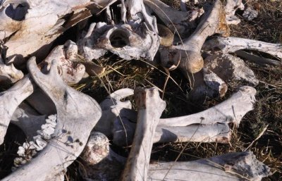 Мъж откри човешки кости в двора си край Сухиндол