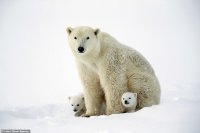 снимка 4 Да стоплим сърцата с тази бяла мечка и нейните малки (ГАЛЕРИЯ)