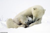 снимка 1 Да стоплим сърцата с тази бяла мечка и нейните малки (ГАЛЕРИЯ)