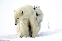 снимка 3 Да стоплим сърцата с тази бяла мечка и нейните малки (ГАЛЕРИЯ)