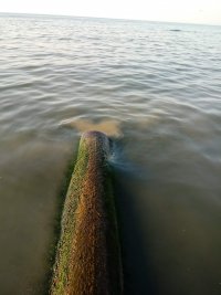 снимка 4 Скандал в Lupa.bg: Тръба с фекалии се излива в морето! (СНИМКИ) 