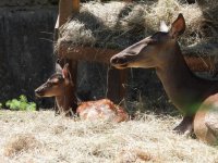 снимка 2 Бамби се роди в Софийския зоопарк (ГАЛЕРИЯ)