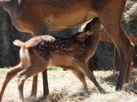 снимка 5 Бамби се роди в Софийския зоопарк (ГАЛЕРИЯ)