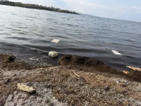 Шок-гледка на плажа в Арапя: 3 мъртви делфина и мръсотия