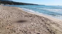 Мъртви делфини изхвърли морето край Аспарухово