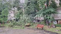 Дърво падна върху майка с 2 деца пред "Кристал"