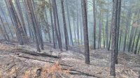 Горят близо 7 декара гори у нас