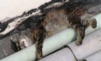 Мъж застреля котка на метри от малко дете и майка му в Айтос