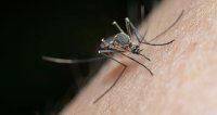 Напаст: 20 август е световен ден на комара