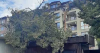 Буря повали дървета във Варна, пострада магазин